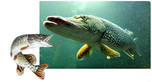 Интересные факты о щуке - узнайте удивительную информацию о рыбе