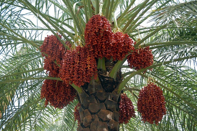 Финиковая пальма - правильный уход за растением