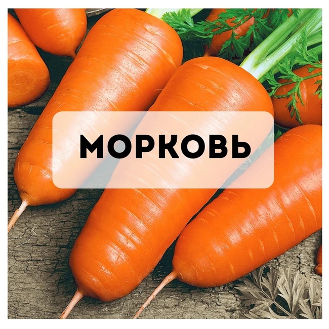 Пп морковный