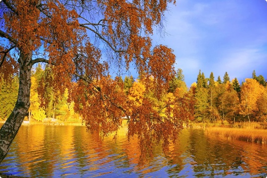 и стоят уныло голые кусты