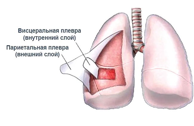 Девичья плевра фото