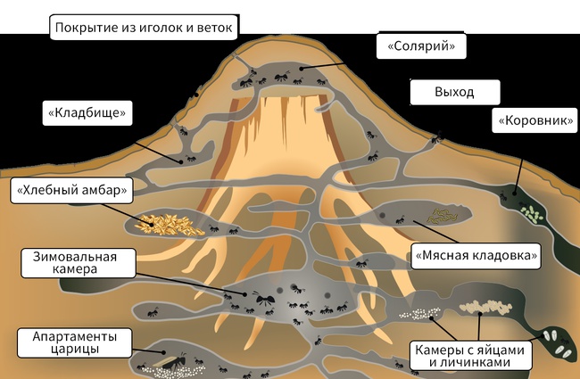 Муравейник внутри картинки - 61 фото