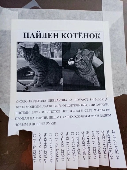 Объявление о продаже кота образец